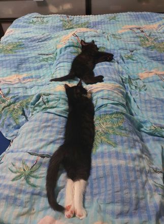 Kätzchen suchen ein liebevolles Zuhause 🐾