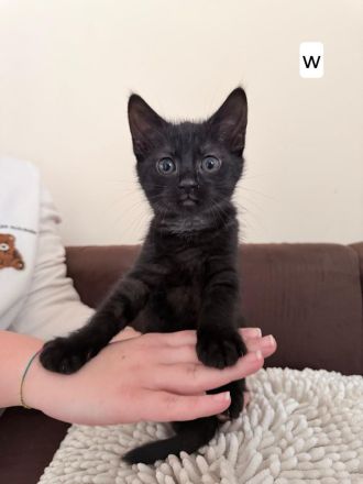 Kätzchen suchen ein liebevolles Zuhause 🐾