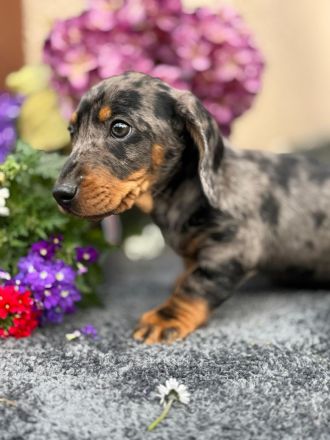Exzellente Dackel Welpen Zwergdackel