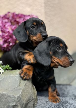 Exzellente Dackel Welpen Zwergdackel