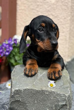 Exzellente Dackel Welpen Zwergdackel