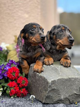 Exzellente Dackel Welpen Zwergdackel