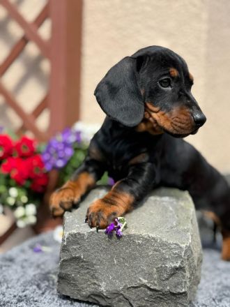 Exzellente Dackel Welpen Zwergdackel