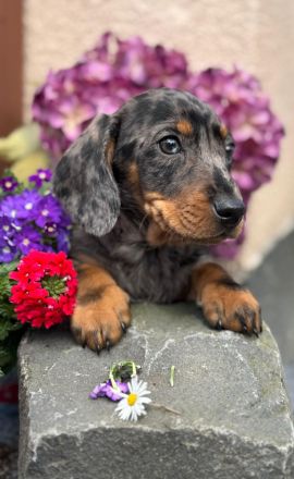 Exzellente Dackel Welpen Zwergdackel