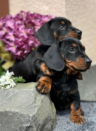 Exzellente Dackel Welpen Zwergdackel