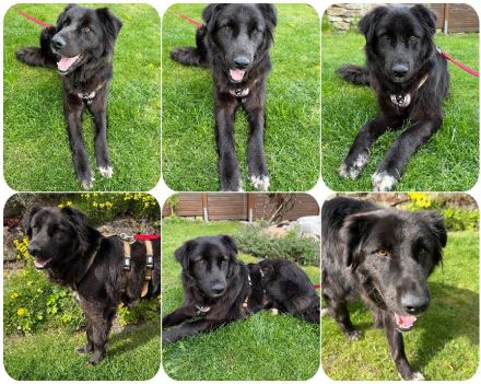 Smitty – Der sanfte Begleiter mit dem flauschigen Fell