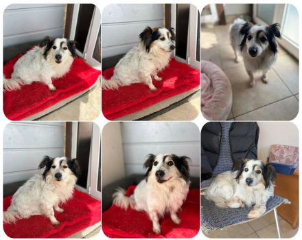 Kurt, ein kleiner Kokoni Mischling, ist unglaublich freundlich und verschmust.