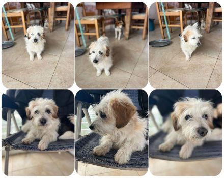 Karla - kleine flauschige Mischlingshündin