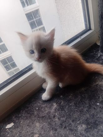 Maine conn kitten