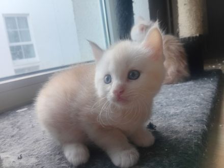 Maine conn kitten