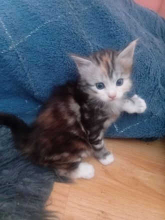 Maine conn kitten