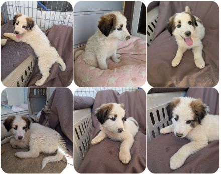 Leilani – kleiner flauschiger Teddy voller Lebenslust