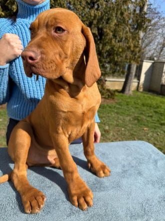 Magyar Vizsla Welpe (Rüde)