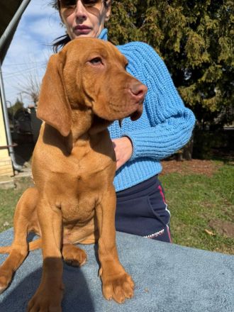 Magyar Vizsla Welpe (Rüde)
