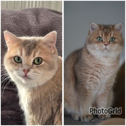 BKH / BLH KITTEN MIT STAMMBAUM!