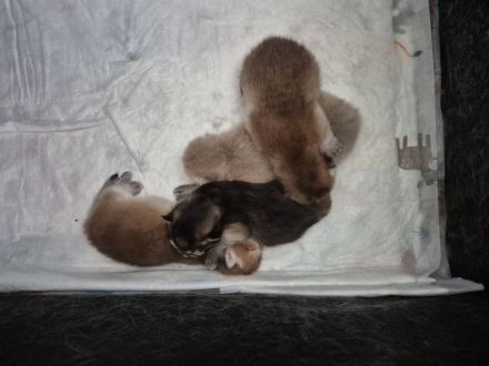 BKH / BLH KITTEN MIT STAMMBAUM!