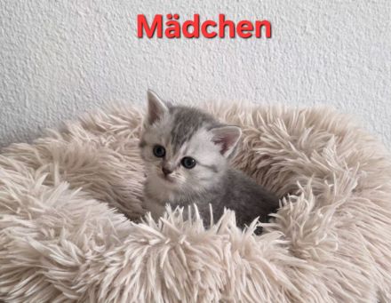 Bkh kitten, bkh Kätzchen, Katze