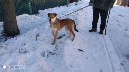 Freundliche und menschenbezogene Lora wünscht sich ein Zuhause