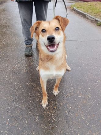Freundliche und menschenbezogene Lora wünscht sich ein Zuhause