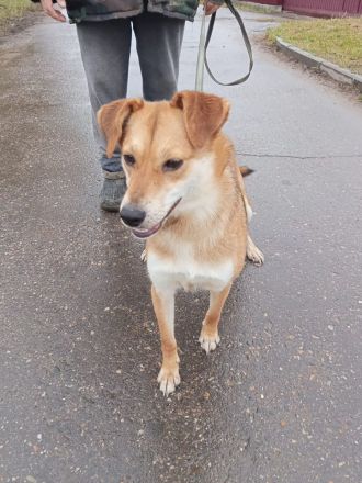 Freundliche und menschenbezogene Lora wünscht sich ein Zuhause