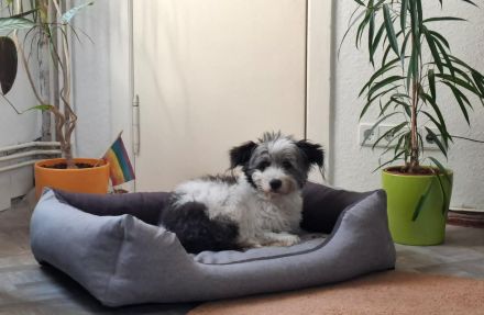Towser - ein Hund zum Verlieben