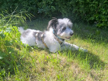 Towser - ein Hund zum Verlieben