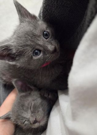 Wunderschöne Russisch Blau Kitten – Aus liebevoller Familienaufzucht