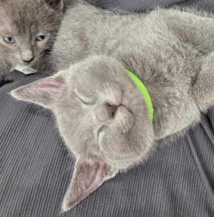 Wunderschöne Russisch Blau Kitten – Aus liebevoller Familienaufzucht