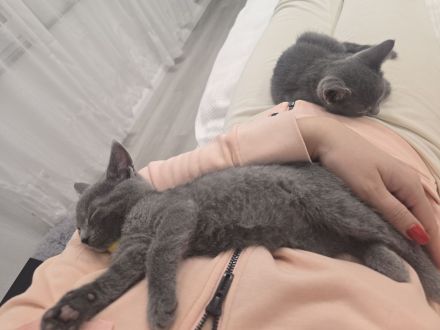 Wunderschöne Russisch Blau Kitten – Aus liebevoller Familienaufzucht