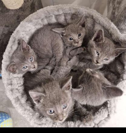 Wunderschöne Russisch Blau Kitten – Aus liebevoller Familienaufzucht