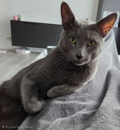 Wunderschöne Russisch Blau Kitten – Aus liebevoller Familienaufzucht