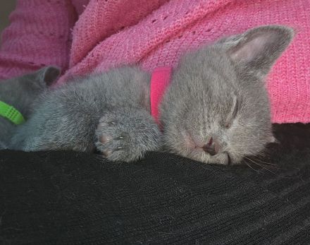 Wunderschöne Russisch Blau Kitten – Aus liebevoller Familienaufzucht