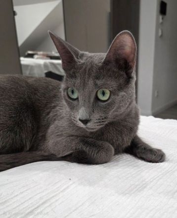 Wunderschöne Russisch Blau Kitten – Aus liebevoller Familienaufzucht