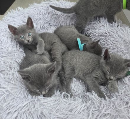 Wunderschöne Russisch Blau Kitten – Aus liebevoller Familienaufzucht