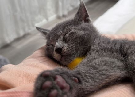 Wunderschöne Russisch Blau Kitten – Aus liebevoller Familienaufzucht