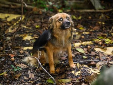 Little Bit sucht ein ruhiges Zuhause