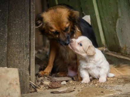 Little Bit sucht ein ruhiges Zuhause