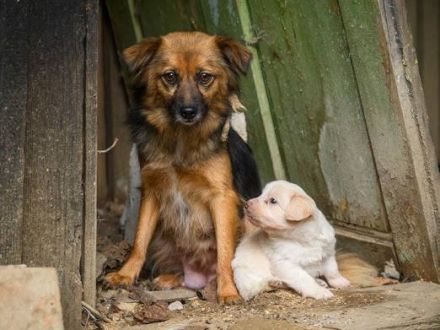 Little Bit sucht ein ruhiges Zuhause