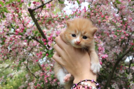 Reinrassige Sibirische Waldkatzen Kitten
