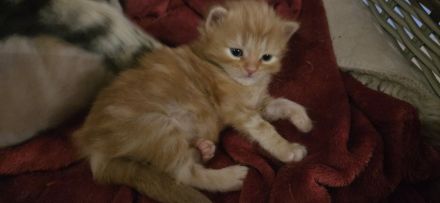 Reinrassige Sibirische Waldkatzen Kitten