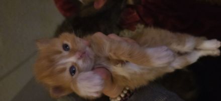 Reinrassige Sibirische Waldkatzen Kitten