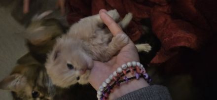 Reinrassige Sibirische Waldkatzen Kitten