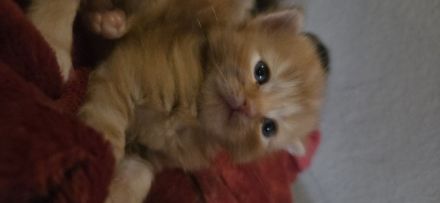 Reinrassige Sibirische Waldkatzen Kitten