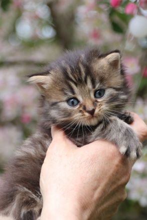 Reinrassige Sibirische Waldkatzen Kitten