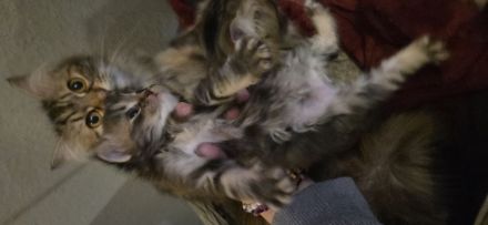 Reinrassige Sibirische Waldkatzen Kitten