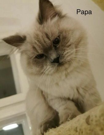 Süße BKH Blue Point Kitten reinrassig