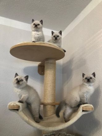 Süße BKH Blue Point Kitten reinrassig