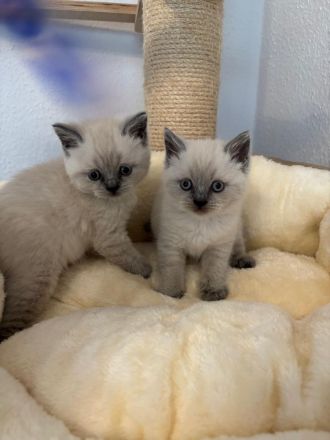 Süße BKH Blue Point Kitten reinrassig