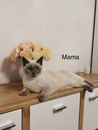 Süße BKH Blue Point Kitten reinrassig