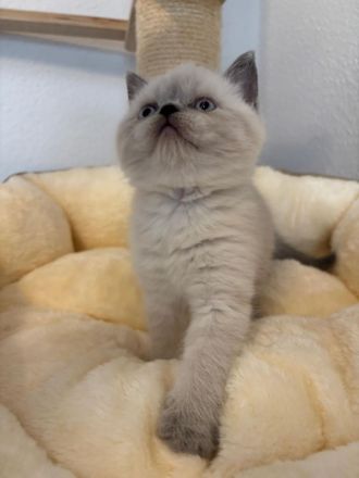 Süße BKH Blue Point Kitten reinrassig
